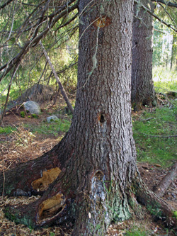 Björntall